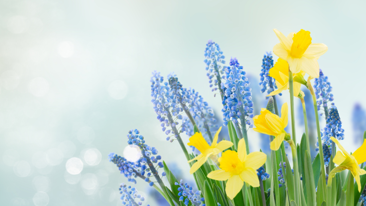 Microsoft teams background images spring vrogue co